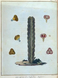 Kol-quall (Kol quall), euphorbia (kaktus) - i "" Resan till Nubien och Abessinien genomförd för att upptäcka Nilens källor under åren 1768 till 1772"", av James Bruce, vol. 1, Paris