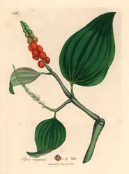 Svartpeppar, Piper nigrum, från en botanisk illustration av James Sowerby från William Woodville och Sir William Jackson Hookers "Medical Botany" 1832 (handfärgad kopparstick)