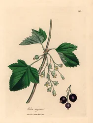 Svartvinbärsträd, Ribes nigrum, från en botanisk illustration av James Sowerby från William Woodville och Sir William Jackson Hookers "Medical Botany" 1832 (handfärgad kopparstick)