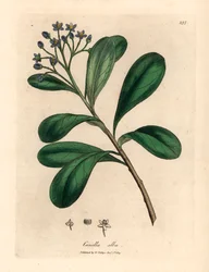 Blåblommig, lagerbladscanella, Canella alba, Canella winterana, från en botanisk illustration av James Sowerby från William Woodville och Sir William Jackson Hookers "Medical Botany" 1832 (handfärgad kopparstick)