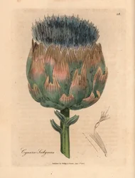 Blå och lila blommig kronärtskocka, Cynara scolymus, från en botanisk illustration av James Sowerby från William Woodville och Sir William Jackson Hookers "Medical Botany" 1832 (handfärgad kopparstick)