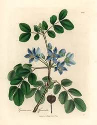Blåblommiga Guaiacum officinale, från en botanisk illustration av James Sowerby från William Woodville och Sir William Jackson Hookers "Medical Botany" 1832 (handfärgad kopparstick)