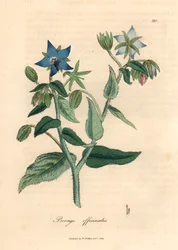 Blåblommigt gurkört, Borago officinalis, från en botanisk illustration av James Sowerby från William Woodville och Sir William Jackson Hookers "Medical Botany" 1832 (handfärgad kopparstick)