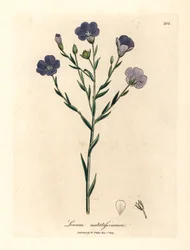 Blåblommigt lin, Linum usitatissimum, från en botanisk illustration av James Sowerby från William Woodville och Sir William Jackson Hookers "Medical Botany" 1832 (handfärgad kopparstick)