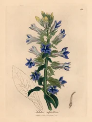 Blåblommig lobelia eller kardinalblomma, Lobelia siphilitica, från en botanisk illustration av James Sowerby från William Woodville och Sir William Jackson Hookers "Medical Botany" 1832 (handfärgad kopparstick)
