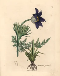 Blåblommig ängsanemon eller pasqueblomma, Anemone pratensis, från en botanisk illustration av James Sowerby från William Woodville och Sir William Jackson Hookers "Medical Botany" 1832 (handfärgad kopparstick)