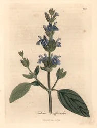 Blåblommig salvia, Salvia officinalis, från en botanisk illustration av James Sowerby från William Woodville och Sir William Jackson Hookers "Medical Botany" 1832 (handfärgad kopparstick)