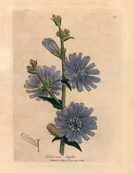 Blåblommig vild sackarie eller cikoria, Cichorium intybus, från en botanisk illustration av James Sowerby från William Woodville och Sir William Jackson Hookers "Medical Botany" 1832 (handfärgad kopparstick)