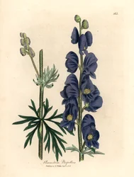 Blåblommig vargbane eller munkhuva, Aconitum napellus, från en botanisk illustration av James Sowerby från William Woodville och Sir William Jackson Hookers "Medical Botany" 1832 (handfärgad kopparstick)