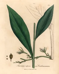 Kardemumma, Elettaria cardamomum, från en botanisk illustration av James Sowerby från William Woodville och Sir William Jackson Hookers "Medical Botany" 1832 (handfärgad kopparstick)