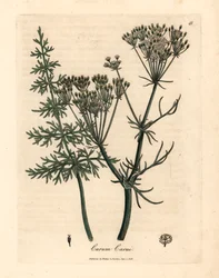 Vanlig kummin, Carum carui, från en botanisk illustration av James Sowerby från William Woodville och Sir William Jackson Hookers "Medical Botany" 1832 (handfärgad kopparstick)