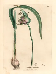 Vanlig odlad vitlök, Allium sativum, från en botanisk illustration av James Sowerby från William Woodville och Sir William Jackson Hookers "Medical Botany" 1832 (handfärgad kopparstick)