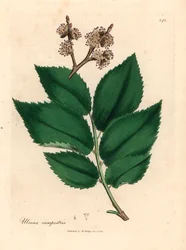 Vanligt almträd, Ulmus campestris, från en botanisk illustration av James Sowerby från William Woodville och Sir William Jackson Hookers "Medical Botany" 1832 (handfärgad kopparstick)