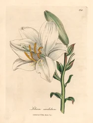 Vanlig vit lilja, Lilium candidum, från en botanisk illustration av James Sowerby från William Woodville och Sir William Jackson Hookers "Medical Botany" 1832 (handfärgad kopparstick)