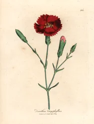 Crimson nejlika, kryddnejlika rosa, Dianthus caryophyllus, från en botanisk illustration av James Sowerby från William Woodville och Sir William Jackson Hookers "Medical Botany" 1832 (handfärgad kopparstick)