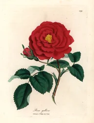 Crimson officinal ros, Rosa gallica, från en botanisk illustration av James Sowerby från William Woodville och Sir William Jackson Hookers "Medical Botany" 1832 (handfärgad kopparstick)