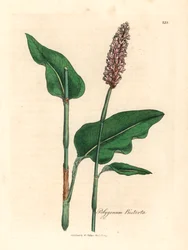 Greater bistort, Polygonum bistorta, från en botanisk illustration av James Sowerby från William Woodville och Sir William Jackson Hookers "Medical Botany" 1832 (handfärgad kopparstick)