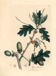 Löv och ekollon av den vanliga eken, Quercus robur, från en botanisk illustration av James Sowerby från William Woodville och Sir William Jackson Hookers "Medical Botany" 1832 (handfärgad kopparstick)