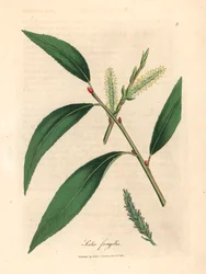 Löv och nisser av crack pilträdet, Salix fragilis, från en botanisk illustration av James Sowerby från William Woodville och Sir William Jackson Hookers "Medical Botany" 1832 (handfärgad kopparstick)