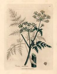 Blad och blommor av hemlock, Conium maculatum, från en botanisk illustration av James Sowerby från William Woodville och Sir William Jackson Hookers "Medical Botany" 1832 (handfärgad kopparstick)