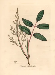 Blad och blommor av chianträdet eller Cyperns terpentinträd, Pistacia terebinthus, från en botanisk illustration av James Sowerby från William Woodville och Sir William Jackson Hookers "Medical Botany" 1832 (handfärgad kopparstick)
