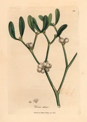 Blad och vita bär av mistel, Viscum-album, från en botanisk illustration av James Sowerby från William Woodville och Sir William Jackson Hookers "Medical Botany" 1832 (handfärgad kopparstick)