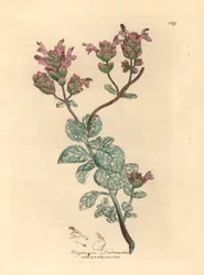 Lilablommig dittany av Kreta, Origanum dictamnus, från en botanisk illustration av James Sowerby från William Woodville och Sir William Jackson Hookers "Medical Botany" 1832 (handfärgad kopparstick)