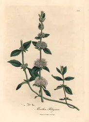 Lilablommig pennyroyal mynta, Mentha pulegium, från en botanisk illustration av James Sowerby från William Woodville och Sir William Jackson Hookers "Medical Botany" 1832 (handfärgad kopparstick)