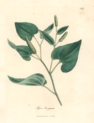 Lång paprika, Piper longum, från en botanisk illustration av James Sowerby från William Woodville och Sir William Jackson Hookers "Medical Botany" 1832 (handfärgad kopparstick)
