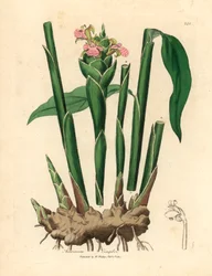 Smalbladig ingefära, Zingiber officinale , från en botanisk illustration av James Sowerby från William Woodville och Sir William Jackson Hookers "Medical Botany" 1832 (handfärgad kopparstick)