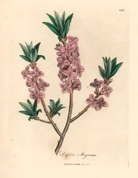 Rosablommig mezereon, Daphne mezereum, från en botanisk illustration av James Sowerby från William Woodville och Sir William Jackson Hookers "Medical Botany" 1832 (handfärgad kopparstick)