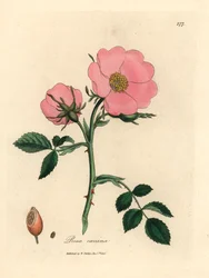 Rosa hundros med nypon, Rosa canina, från en botanisk illustration av James Sowerby från William Woodville och Sir William Jackson Hookers "Medical Botany" 1832 (handfärgad kopparstick)