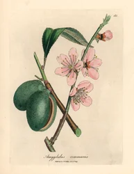 Rosablommigt mandelträd, Amygdalus communis, från en botanisk illustration av James Sowerby från William Woodville och Sir William Jackson Hookers "Medical Botany" 1832 (handfärgad kopparstick)