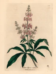Rosablommigt kyskt träd, Vitex agnus castus, från en botanisk illustration av James Sowerby från William Woodville och Sir William Jackson Hookers "Medical Botany" 1832 (handfärgad kopparstick)