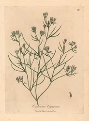 Rosablommig spiskummin, Cuminum cyminum, från en botanisk illustration av James Sowerby från William Woodville och Sir William Jackson Hookers "Medical Botany" 1832 (handfärgad kopparstick)