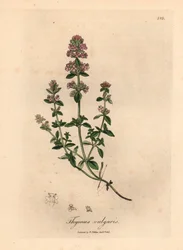 Rosa blommig trädgårdstimjan, Thymus vulgaris, från en botanisk illustration av James Sowerby från William Woodville och Sir William Jackson Hookers "Medical Botany" 1832 (handfärgad kopparstick)