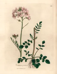 Rosa blommig damsmocka eller gökblomma, Cardamine pratensis, från en botanisk illustration av James Sowerby från William Woodville och Sir William Jackson Hookers "Medical Botany" 1832 (handfärgad kopparstick)