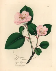 Rosablommigt kvittenträd, Pyrus cydonia, från en botanisk illustration av James Sowerby från William Woodville och Sir William Jackson Hookers "Medical Botany" 1832 (handfärgad kopparstick)