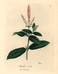 Rosa blommig grönmynta, Mentha viridis, från en botanisk illustration av James Sowerby från William Woodville och Sir William Jackson Hookers "Medical Botany" 1832 (handfärgad kopparstick)