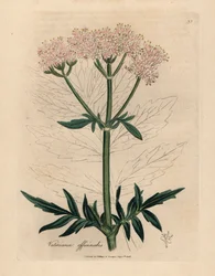 Rosa blommig valeriana, Valeriana officinalis, från en botanisk illustration av James Sowerby från William Woodville och Sir William Jackson Hookers "Medical Botany" 1832 (handfärgad kopparstick)