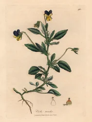 Lila och gul pensé, Viola tricolor, från en botanisk illustration av James Sowerby från William Woodville och Sir William Jackson Hookers "Medical Botany" 1832 (handfärgad kopparstick)