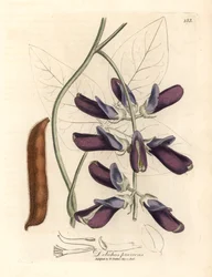 Lilablommiga kohögdolichos, Dolichos pruriens, från en botanisk illustration av James Sowerby från William Woodville och Sir William Jackson Hookers "Medical Botany" 1832 (handfärgad kopparstick)