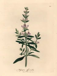 Lilablommig isop, Hyssopus officinalis, från en botanisk illustration av James Sowerby från William Woodville och Sir William Jackson Hookers "Medical Botany" 1832 (handfärgad kopparstick)