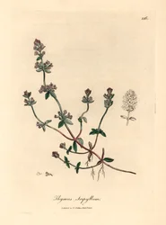 Lilablommig vild timjan, Thymus serpyllum, från en botanisk illustration av James Sowerby från William Woodville och Sir William Jackson Hookers "Medical Botany" 1832 (handfärgad kopparstick)