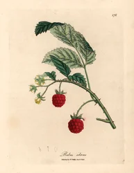 Hallonbuske med mogen frukt och gula blommor, Rubus idaeus, från en botanisk illustration av James Sowerby från William Woodville och Sir William Jackson Hookers "Medical Botany" 1832 (handfärgad kopparstick)