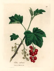 Röda vinbärsträd, Ribes rubrum, från en botanisk illustration av James Sowerby från William Woodville och Sir William Jackson Hookers "Medical Botany" 1832 (handfärgad kopparstick)