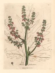 Rubarbblommor och stjälk, bladkontur, Rheum palmatum, från en botanisk illustration av James Sowerby från William Woodville och Sir William Jackson Hookers "Medical Botany" 1832 (handfärgad kopparstick)