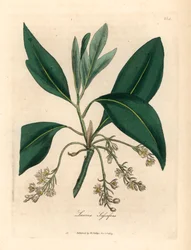 Sassafras träd, Laurus sassafras, från en botanisk illustration av James Sowerby från William Woodville och Sir William Jackson Hookers "Medical Botany" 1832 (handfärgad kopparstick)