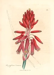 Socotorine aloe, Aloe perfoliata socotorina, från en botanisk illustration av James Sowerby från William Woodville och Sir William Jackson Hookers "Medical Botany" 1832 (handfärgad kopparstick)