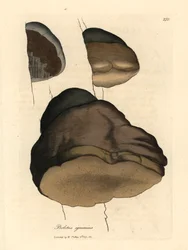 Touchwood boletus eller agaric svamp, Boletus igniarius, från en botanisk illustration av James Sowerby från William Woodville och Sir William Jackson Hookers "Medical Botany" 1832 (handfärgad kopparstick)